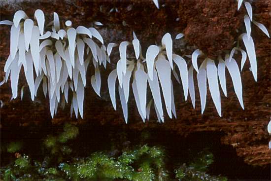 Mucronella bresadolae